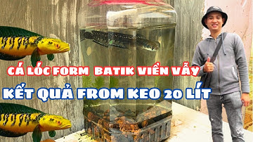 Cập Nhật Cá Lóc Form Keo 10 Lít Form Batik Viền Vẫy Cá Lóc