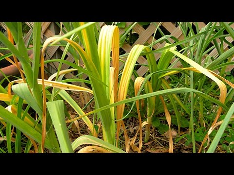 Почему лук желтеет и сушит листья