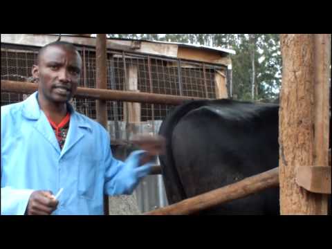 Modern Farming in Kenya