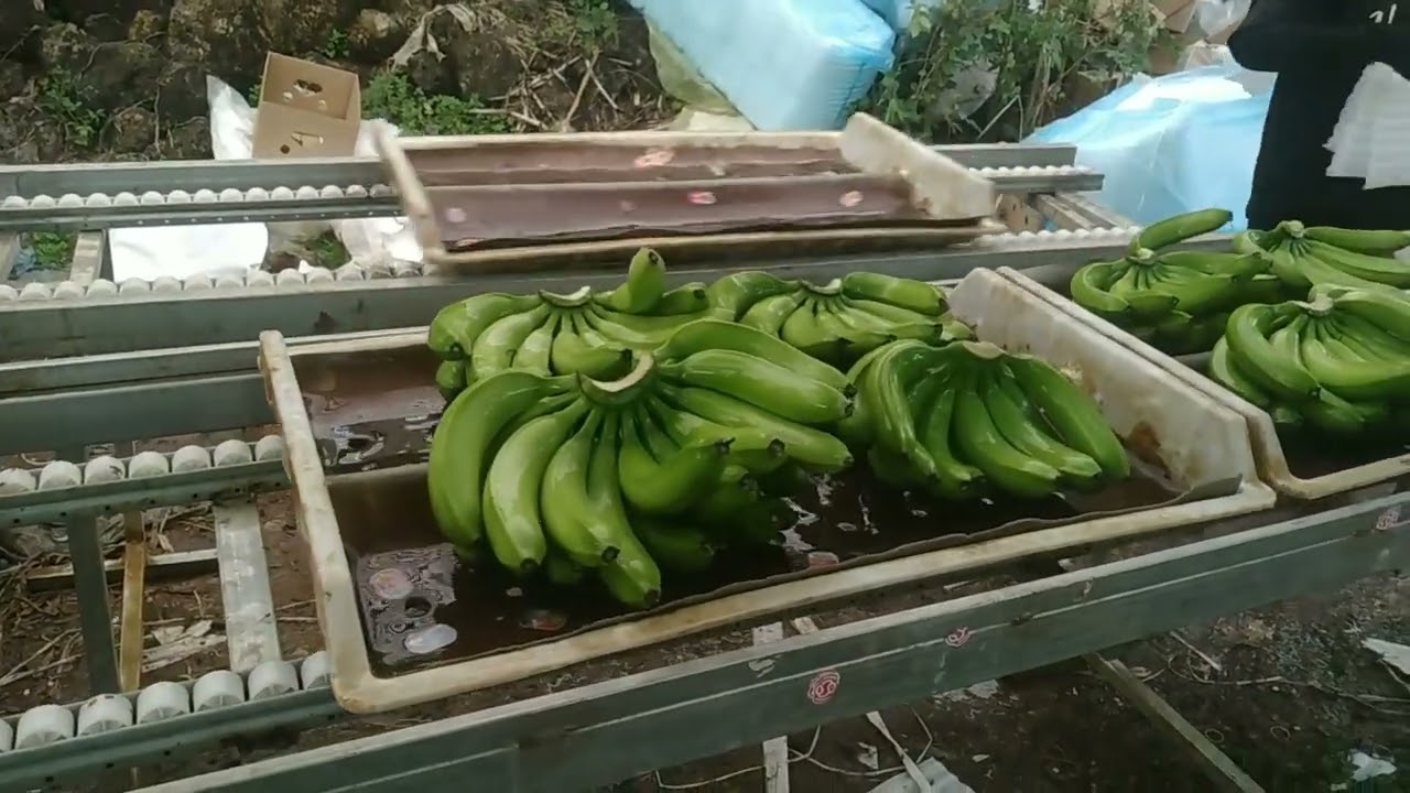 Chuối em hôm nay đã chặt giao 2rồi 