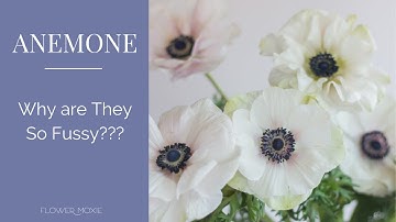 Anemone 101:  Why are They So Fussy???