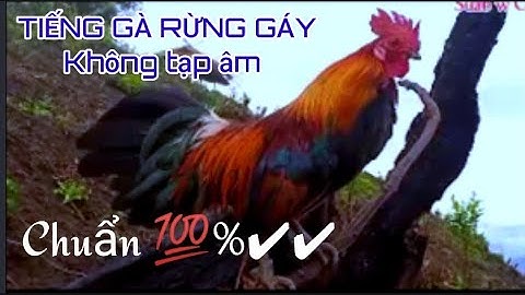 Gà rừng gáy chuẩn Nhất✔✔✔ 2023, dùng để kích và bẫy ok 100%. Suab qaib qus qua zoo tiag tiag  ❤❤