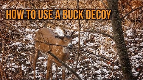 The Basics of How To Use a Buck Decoy Bow Hunting!