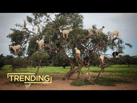 Argan Oil Morocco S Indigenous Super Oil 