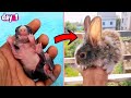 Baby bunny rabbit growing up  day 1  12 