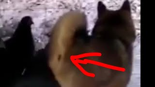 The dog&#39;s ass is really fun.Funny And Cute  Puppies Compilation