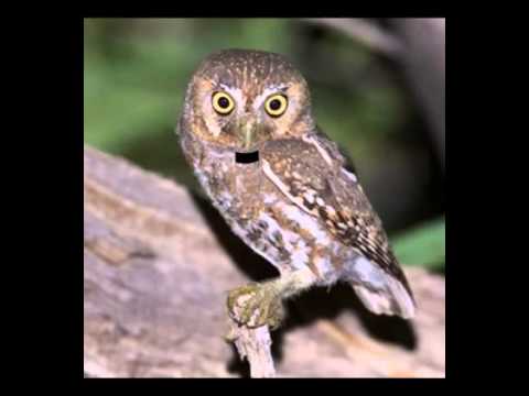 Meet the Elf Owl! 