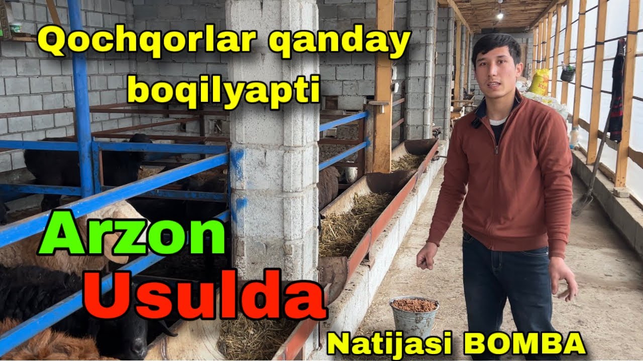 QOCHQOR BOQISH SIRI OCHILDI! ARZON USULDA BOQIB DAXSHAT NATIJA OLING! 💣🐏