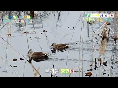 오리들향연&amp;amp;노랑부리 <strong>백로</strong>-고진감례속에 조금한 물고기 잡다-쇼_촬칵43_물새공원_촬영편집 영상감독 이상웅
