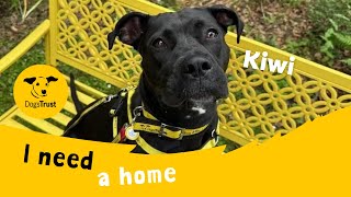 Kiwi The Lovely Labrador Cross Dogs Trust West Calder