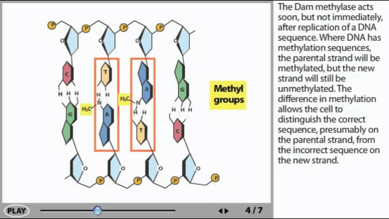 Mismatch Repair Animation - YouTube