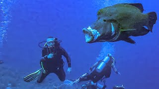 Humphead Wrasse Napoleon Fish | Elphinstone | 18.04.2023