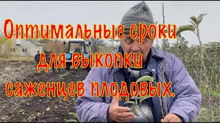 Оптимальные сроки для выкопки саженцев плодовых.