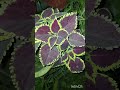 plant #gardeing #gardeing #flowers