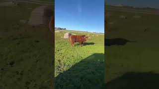 😮 IMPRESIONANTE TORO BRAVO‼️ VAYA BESTIA 😱