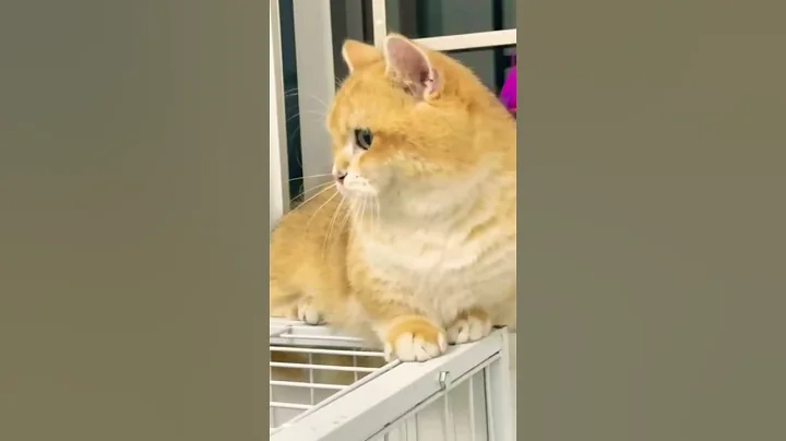 Watch the video about Munchkin golden ny12Male good mating beauty #youtube #cat #beautful #viralvideo #ytshorts #vtuber #m