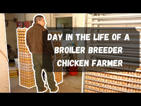 Day in the Life of a Broiler Breeder Chicken Farmer