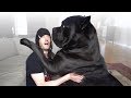 10 Questions for a Cane Corso Owner の動画、YouTube動画。