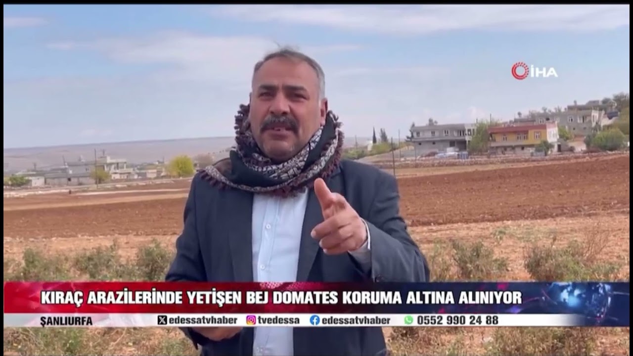 Şanlıurfa bej domatesi