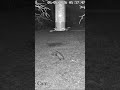 Possum Opens Rooftop Restaurant on Deer Block