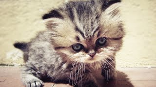 Must Watch Cat Videos 2021! -Lovely Cats😻| Best funny4 by Best Funny4 298 views 3 years ago 3 minutes, 47 seconds