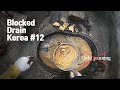 Blocked Drain Korea #12 Guess what these yellowish things are