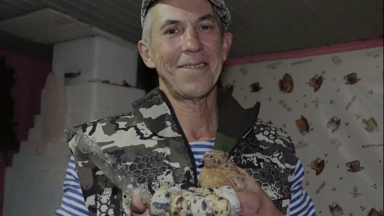 Мои мини-курочки - перепела. Я в них просто влюблен. - YouTube