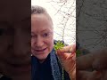 Warum Giersch so gehasst wird – und warum ich ihn liebe #Giersch #Wildkräuter #Selbstversorgung