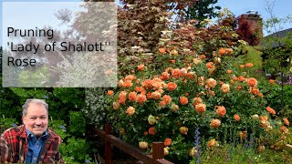 Pruning Lady of Shalott Rose (David Austin English Rose)