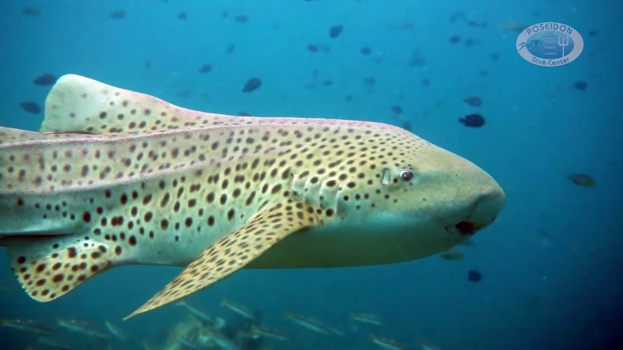 Swimming Zebra Shark (Stegostoma fasciatum) Poseidon Dive Center Ao Nang Thailand Leopard Shark
