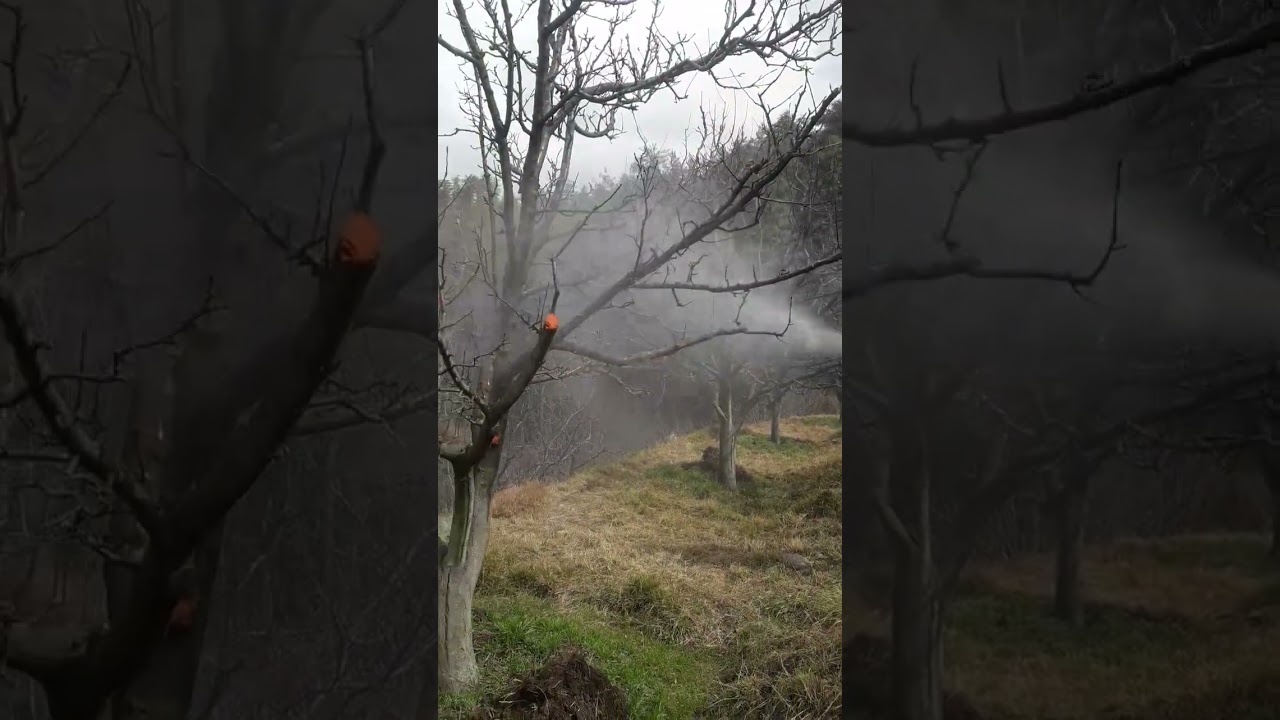 Tree spray oil in apple rochard||