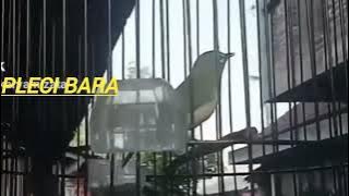 pleci Bara juara 1 di osp 7 jogja 2024, materi mantap