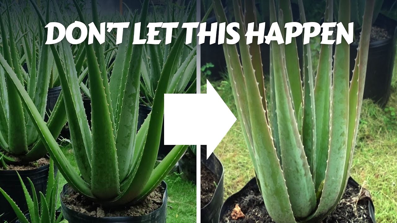The HIDDEN Pest Destroying Your Aloe Vera (You Won't Believe This!)