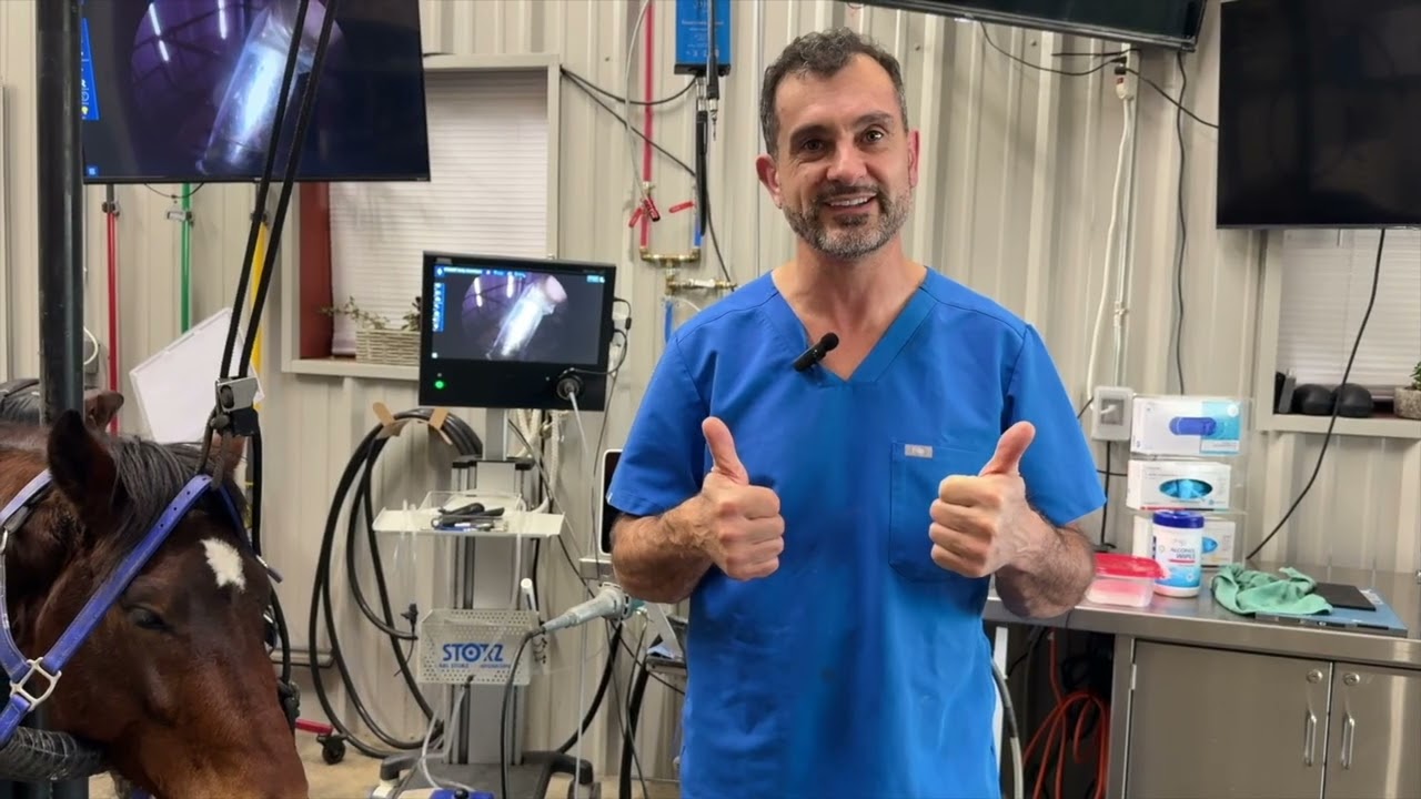 A Story of Hope: 2 Year Old Horse with Three Infected Teeth