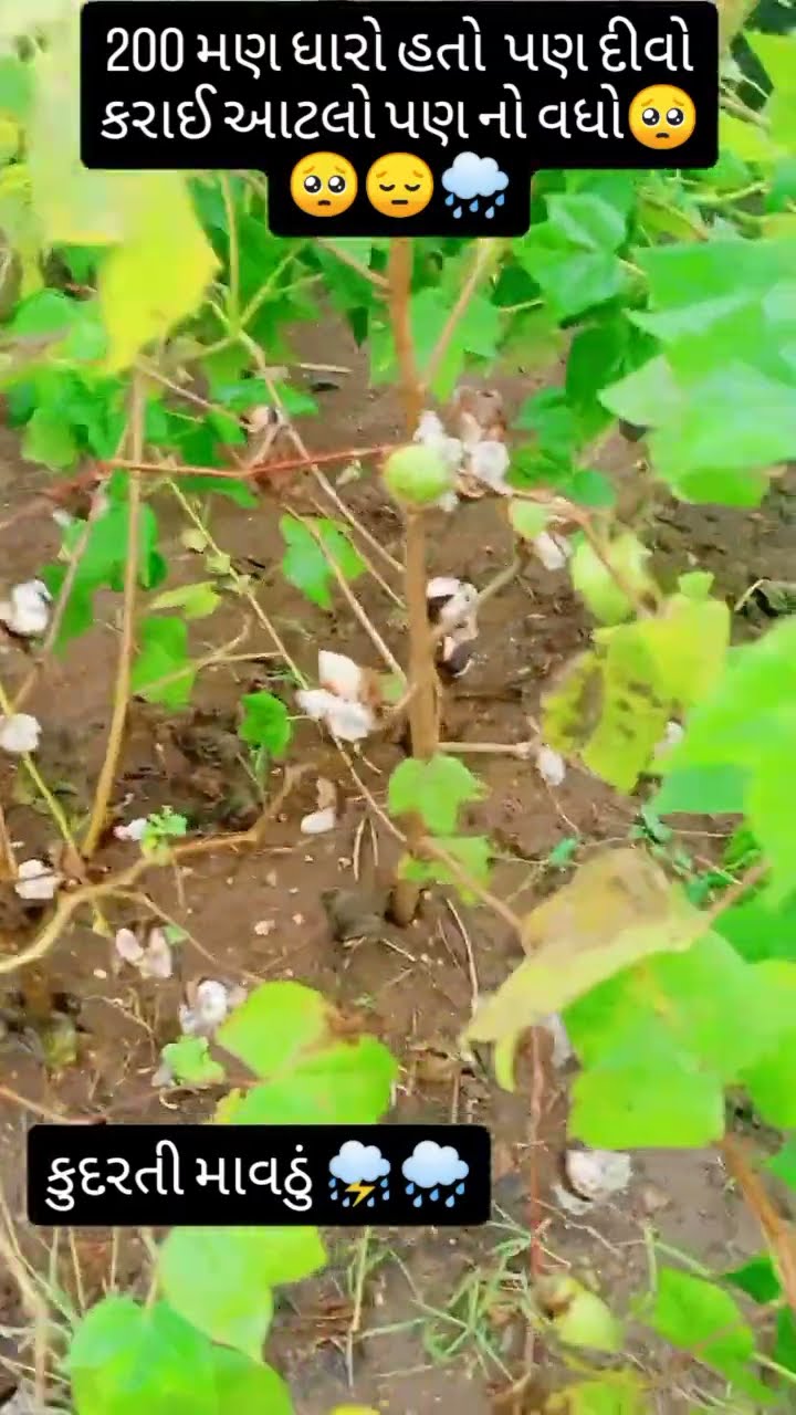 👨‍🌾 ખેડૂત - ShareChat