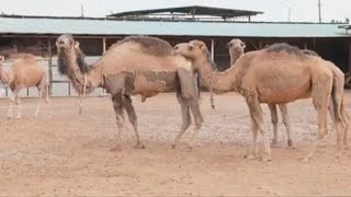 Ҳўжаобод тумани томон йўл бўйлаб | Yo'l bo'ylab