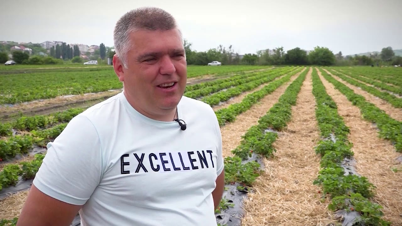 GOSPODARI ACASA EMISIUNEA | PLANTATIE DE CAPSUNI 19.06.2020