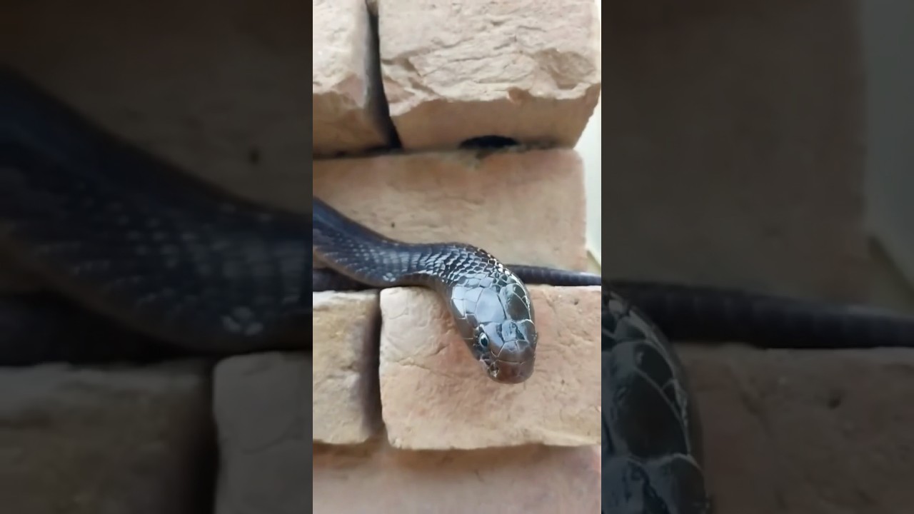 Meet the Snake Village: India’s Most Fearless Community 🔥