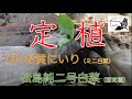 【自然栽培】白菜・育苗→定植