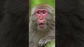 #foryou #monkey #monkeylife #usa #funny