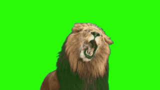 Green Screen Free Lion Animation HD Video 2020