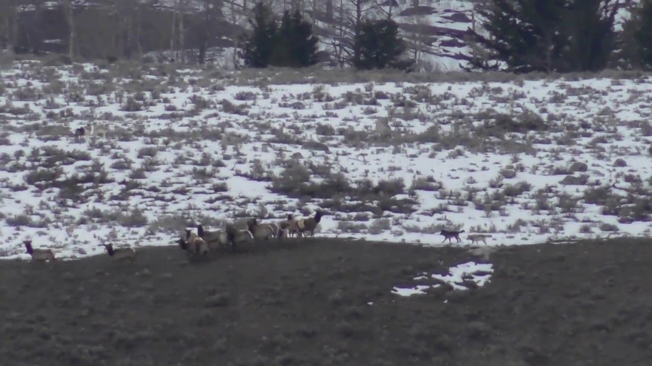 yellowstone cast Prospect Peak Wolves pack chasing elks