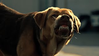 映画『ホワイト・ゴッ​ド 少女と犬の狂詩曲』本編映像
