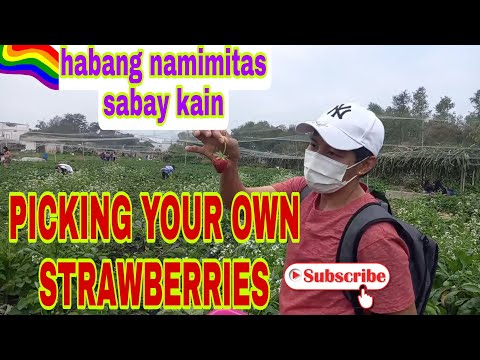 Video: Ang Pagpapakain Ng Mga Strawberry Habang Namumunga