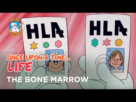 The Bone Marrow