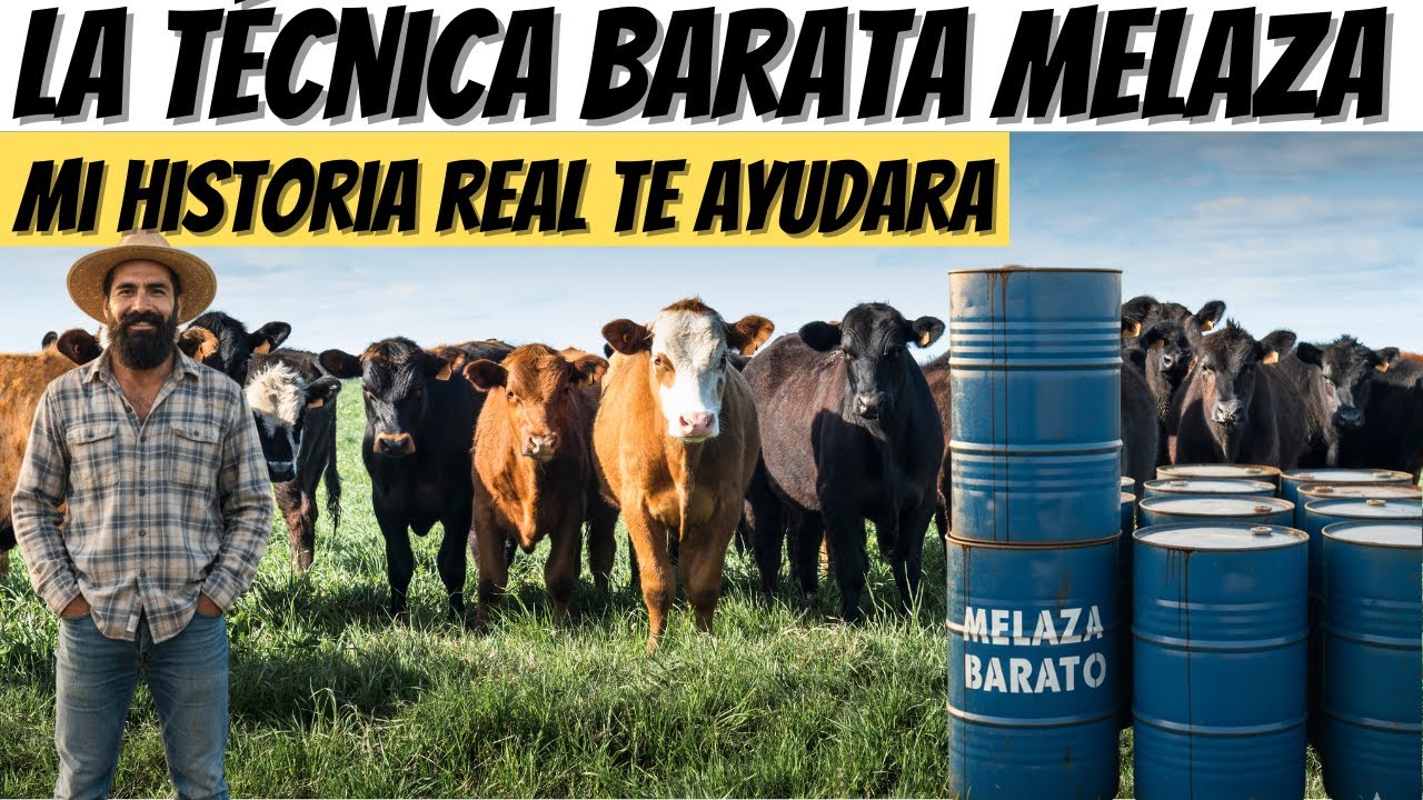 ALERTA La técnica probada melaza para tu ganado bovino y alcanza más RAPIDO peso en carne