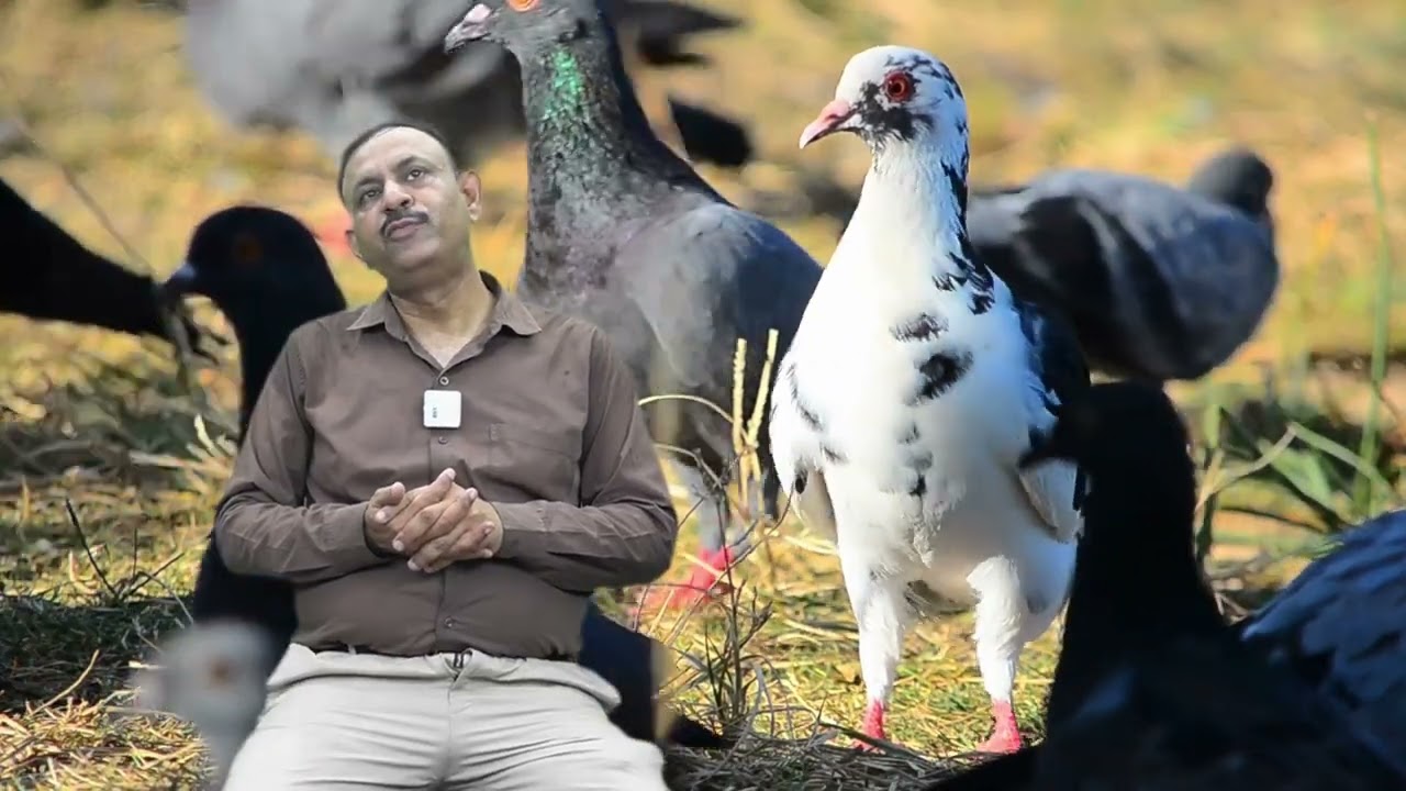 Pigeon Pox Treatment कबूतरों में Pox की बीमारी का इलाज | Dr Nagender Yadav