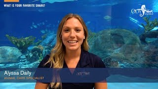 Alyssas Favorite Shark