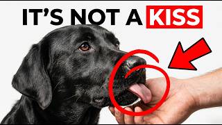 7 Biological Signs Your Dog Thinks You’re Their Re | Dogs Don’t Lick You