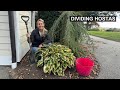 Divide Hostas in 6 Easy Steps